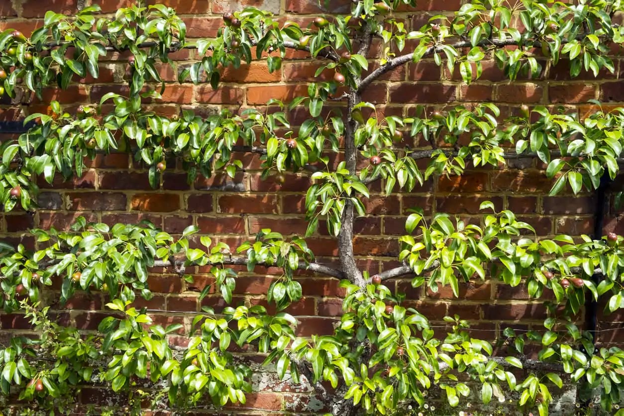 Wie Spalierbäume Ihrem Garten Struktur und Eleganz verleihen können