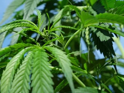 Wie Cannapot die Standards für Marihuanasamen setzt