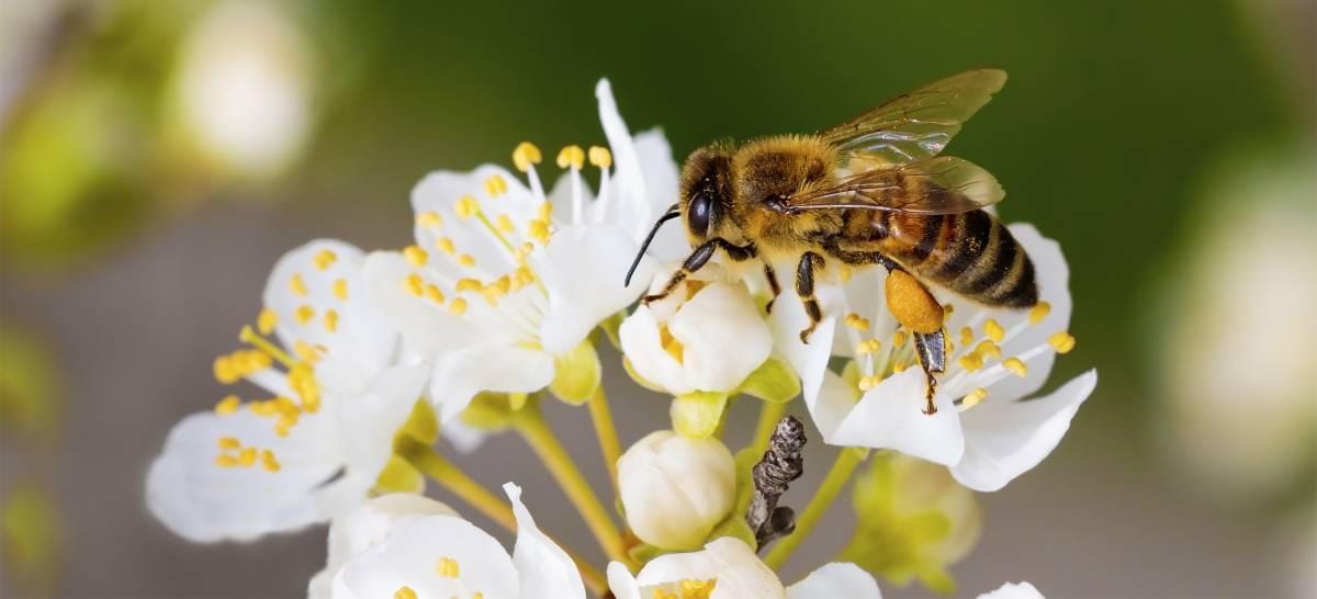 Die beeindruckenden Erfolgsgeschichten von Forever Living