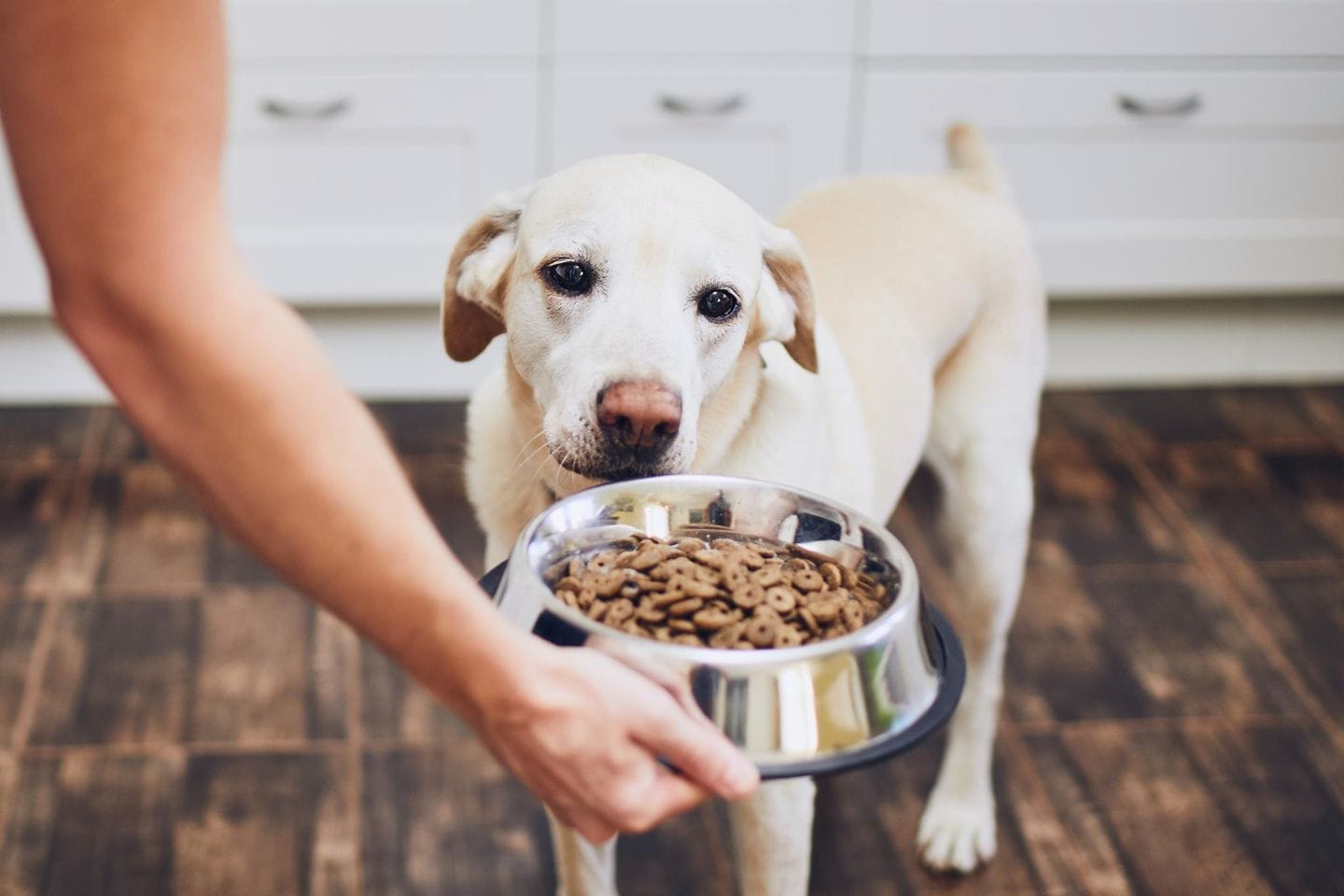 Spezielle Diäten für besondere Hunde: Hundefutter für Allergien und Empfindlichkeiten