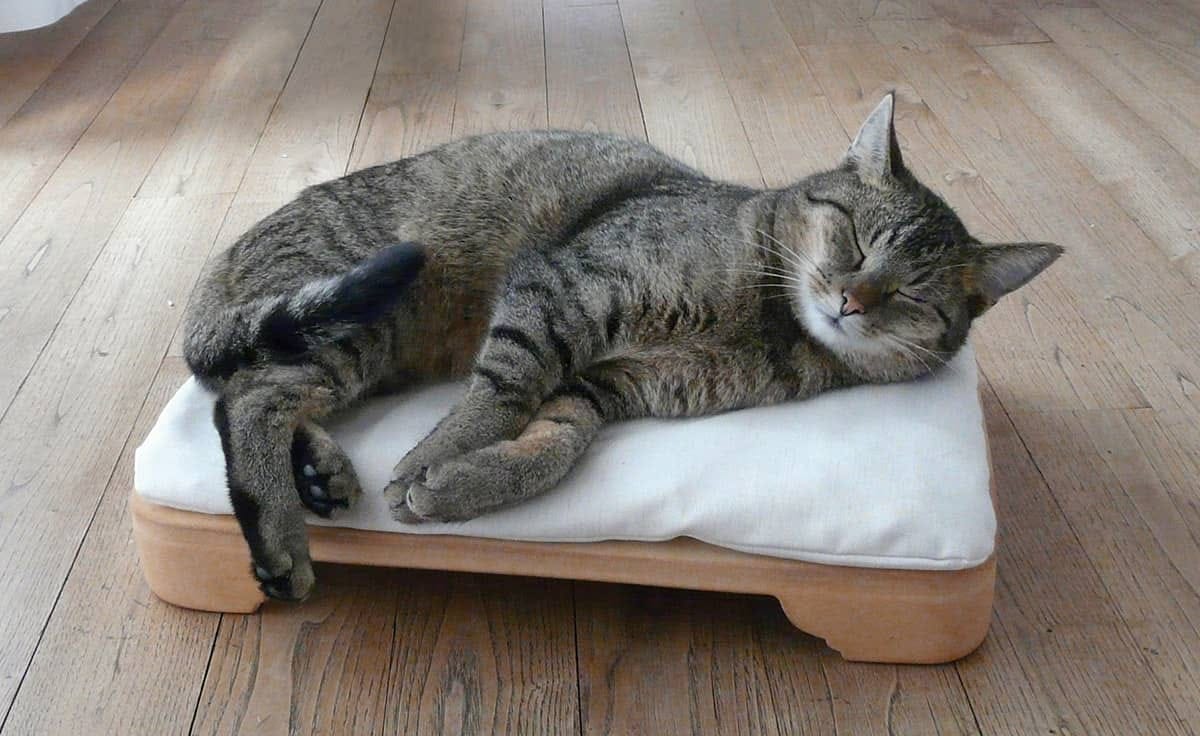 Katzensofa oder Katzenschlafplatz: Was bevorzugt Ihre Katze?