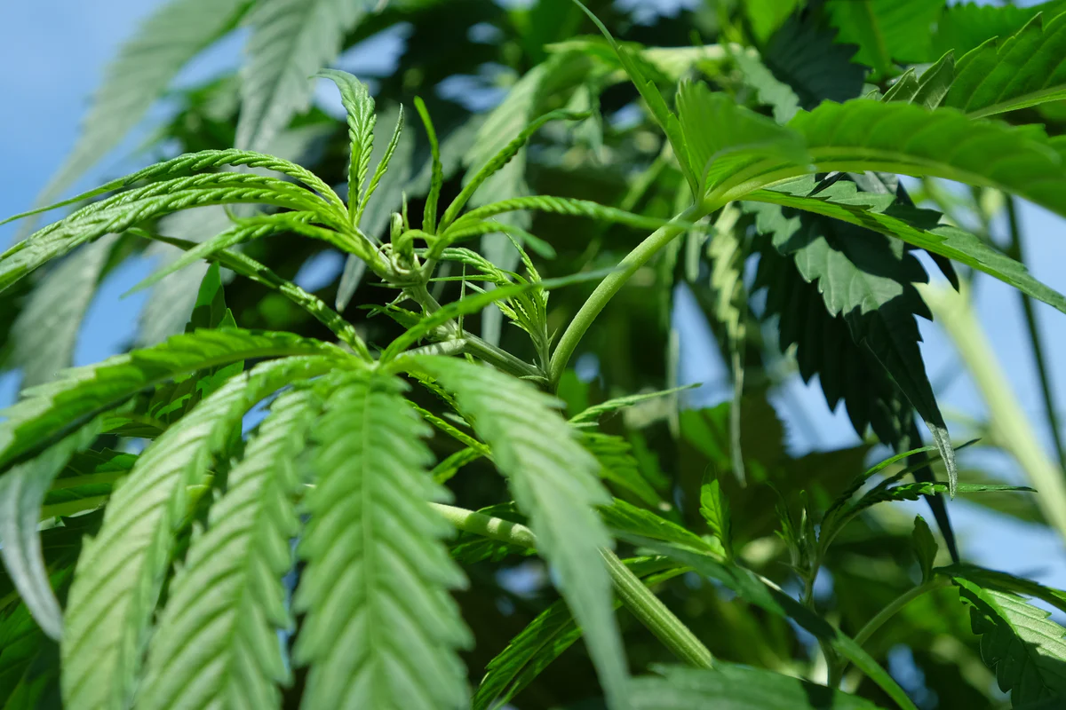 Wie Cannapot die Standards für Marihuanasamen setzt